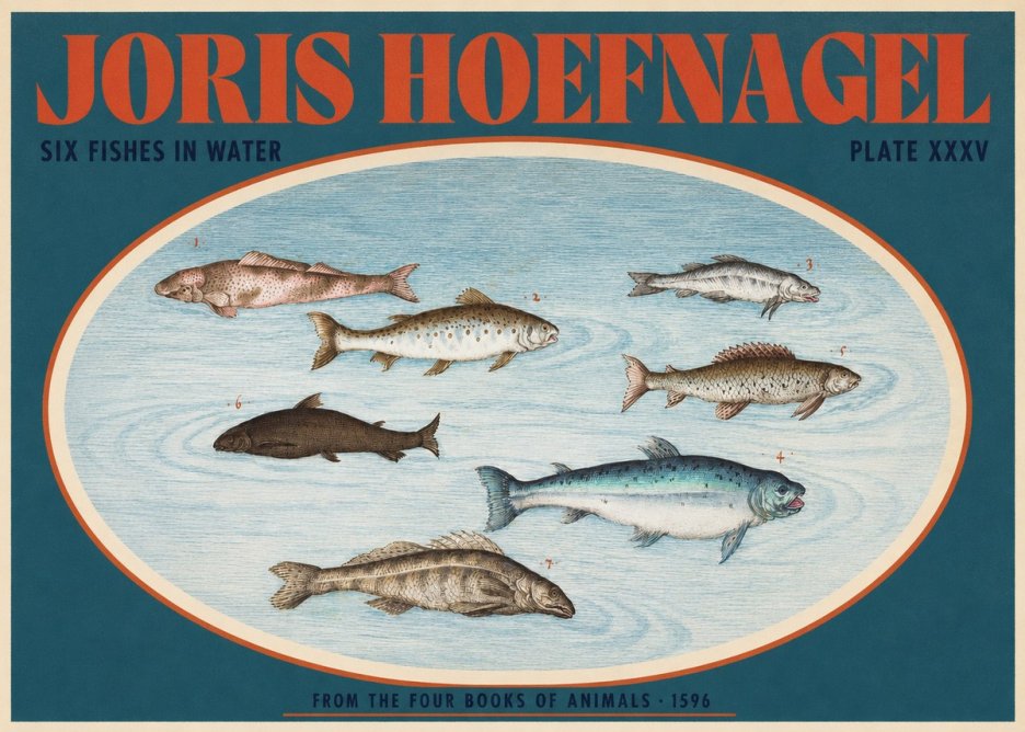Joris Hoefnagel Six Fishes in Water I No2 - Poszter