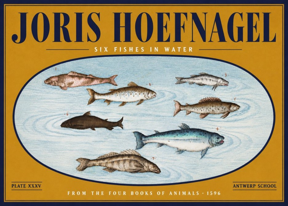 Joris Hoefnagel Six Fishes in Water I No4 - Poszter
