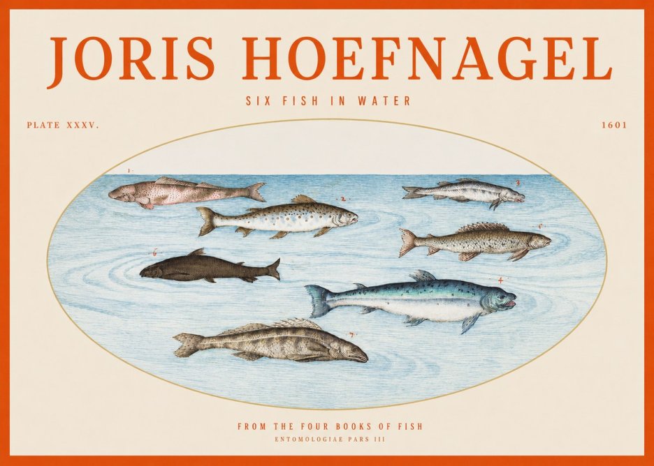 Joris Hoefnagel Six Fishes in Water I No6 - Poszter