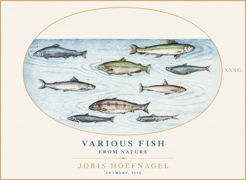 Joris Hoefnagel Various Fish from Nature No1 - Poszter