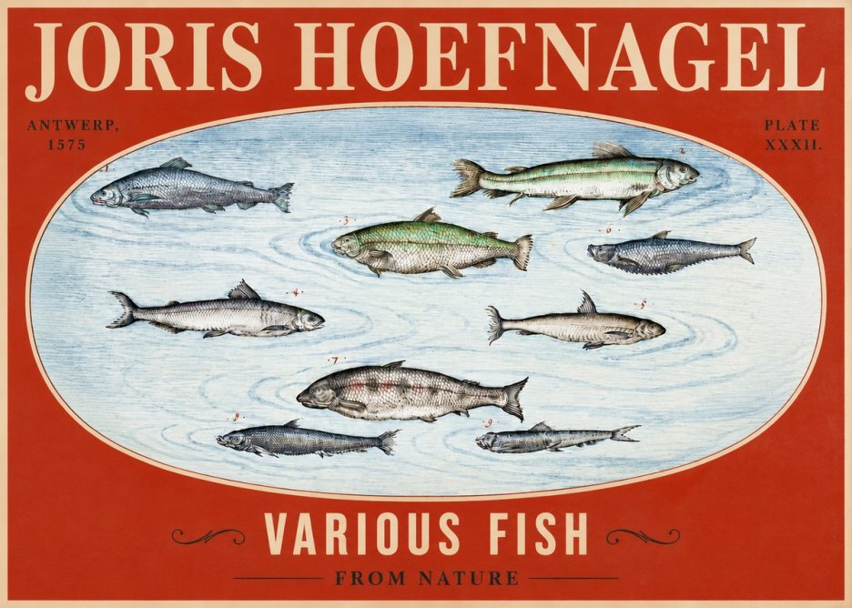 Joris Hoefnagel Various Fish from Nature No2 - Poszter