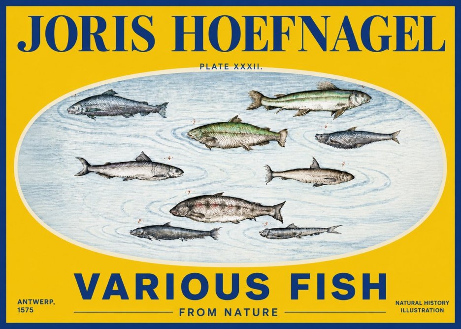 Joris Hoefnagel Various Fish from Nature No4 - Poszter