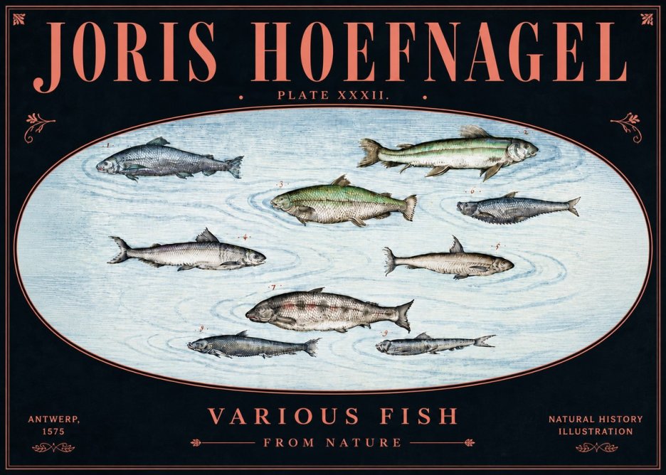 Joris Hoefnagel Various Fish from Nature No5 - Poszter