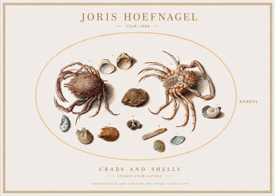 Joris Hoefnagel Crabs and Shells - Studies from Nature No1 - Poszter