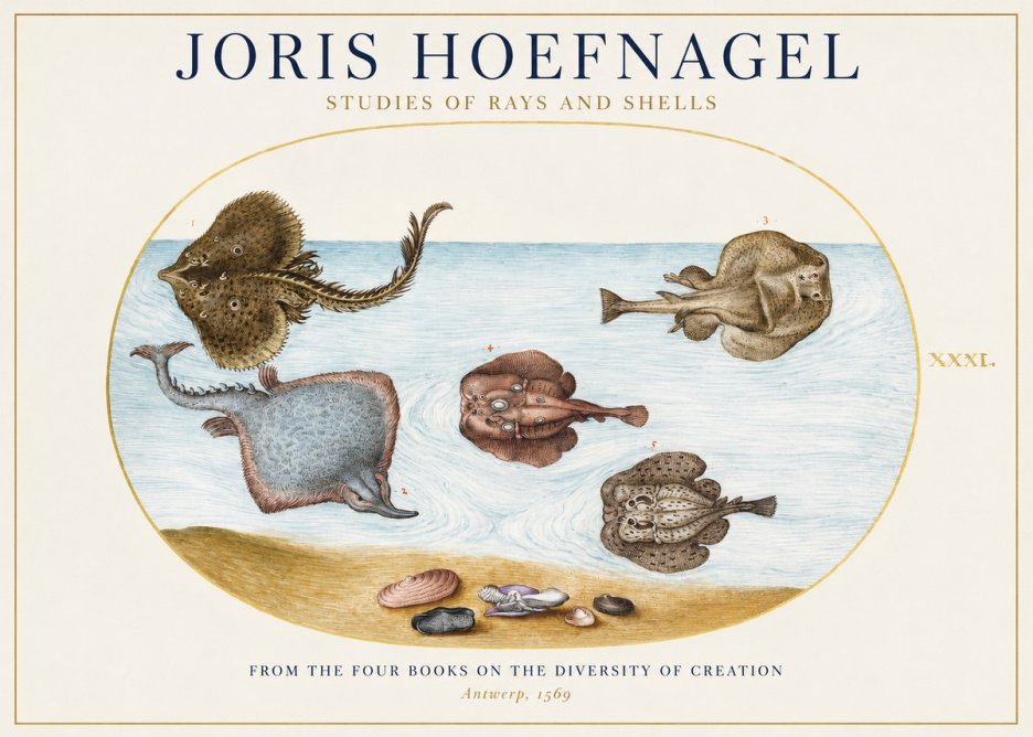 Joris Hoefnagel Studies of Rays and Shells No1 - Poszter