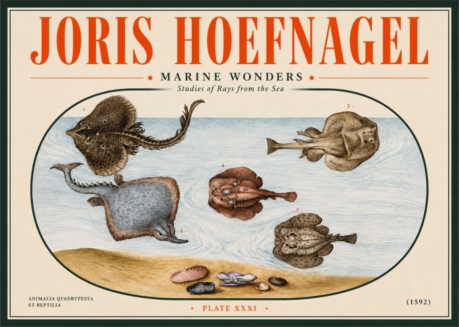 Joris Hoefnagel Studies of Rays and Shells No5 - Poszter