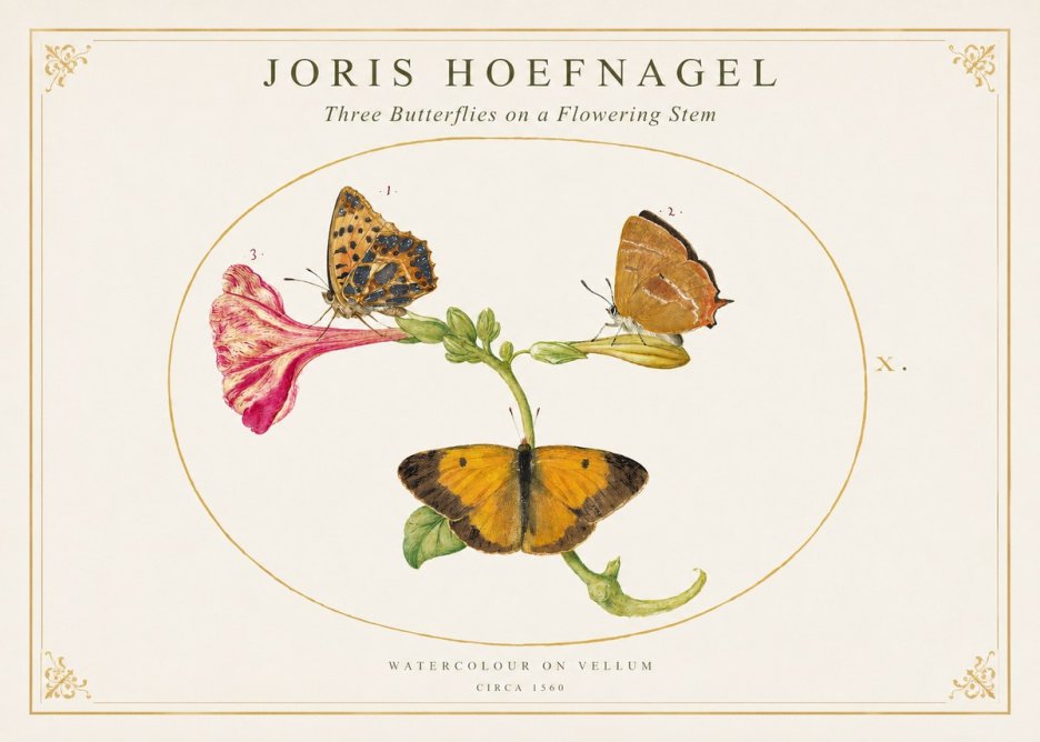 Joris Hoefnagel Three Butterflies on a Flowering Stem No1 - Poszter