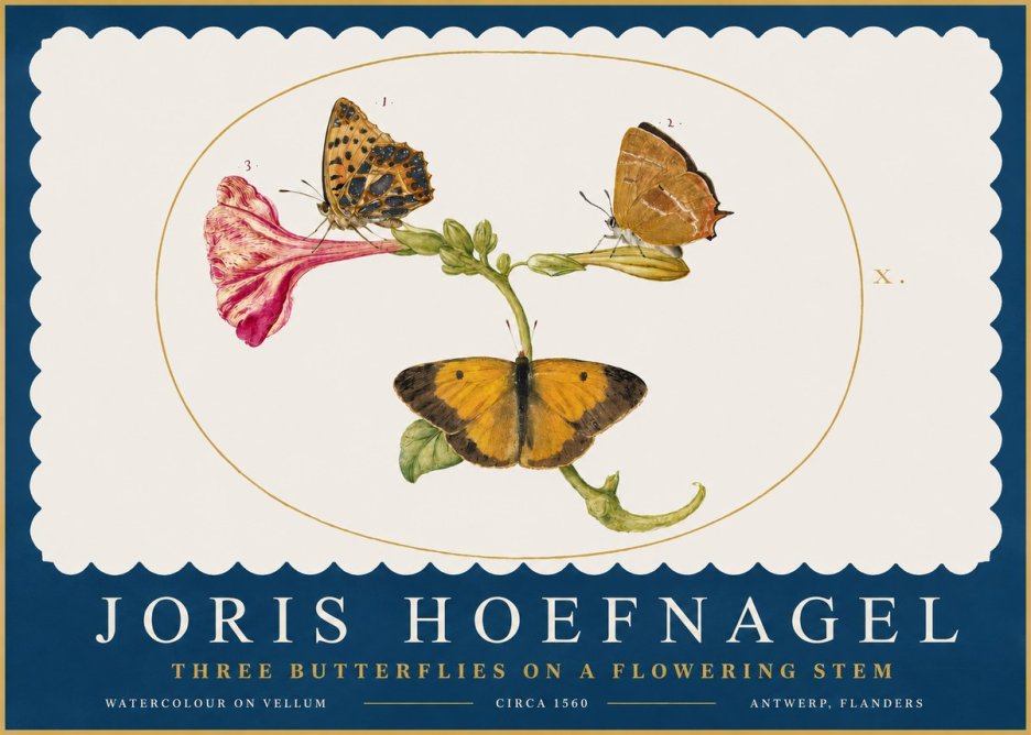 Joris Hoefnagel Three Butterflies on a Flowering Stem No2 - Poszter