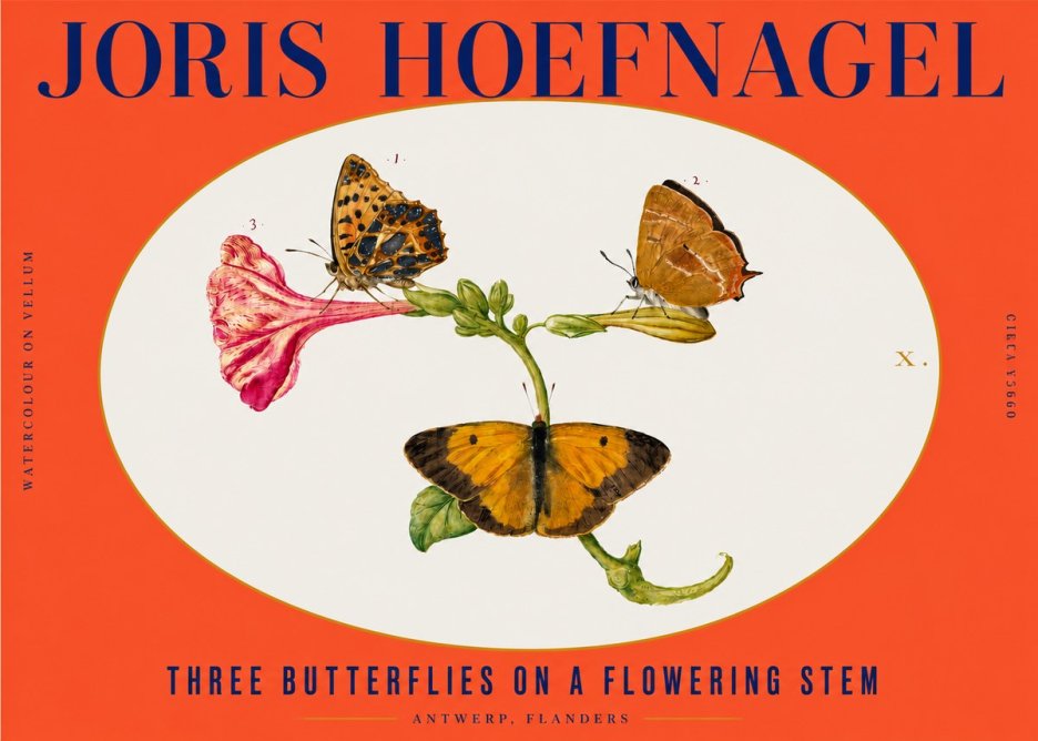 Joris Hoefnagel Three Butterflies on a Flowering Stem No3 - Poszter
