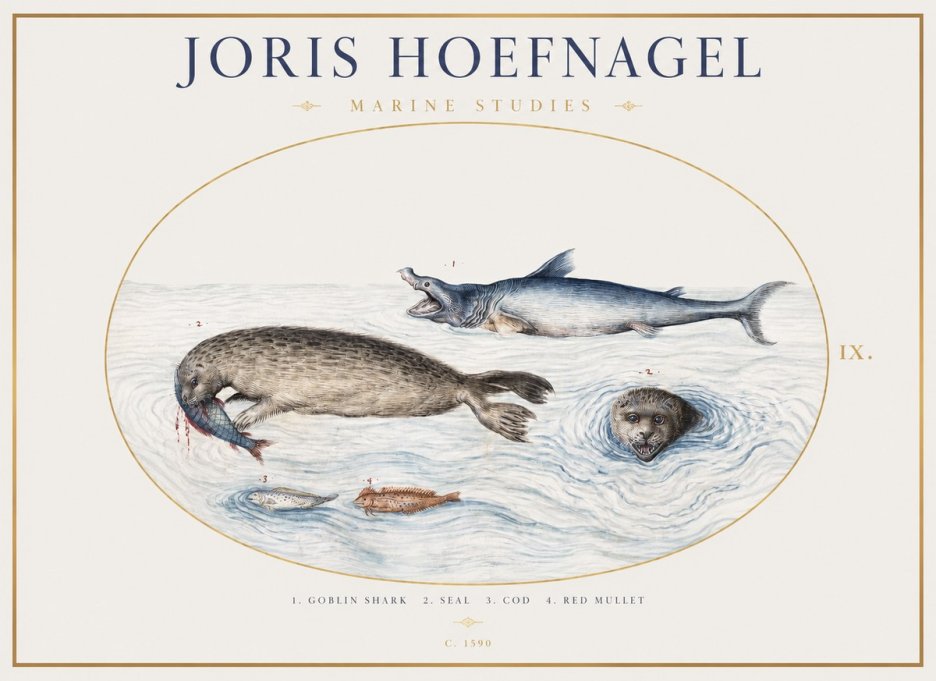 Joris Hoefnagel Marine Studies No1 - Poszter