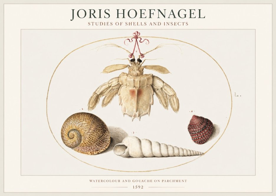 Joris Hoefnagel Studies of Shells and Insects No1 - Poszter