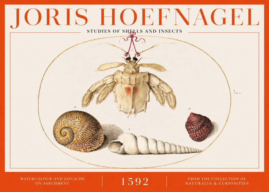 Joris Hoefnagel Studies of Shells and Insects No2 - Poszter