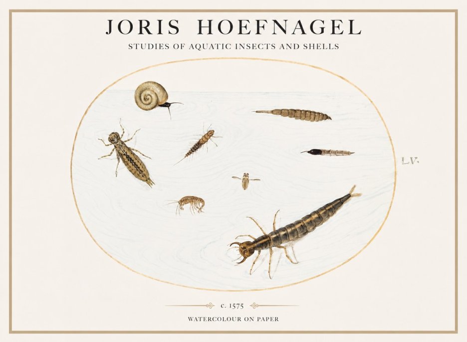 Joris Hoefnagel Studies of Aquatic Insects and Shells No1 - Poszter