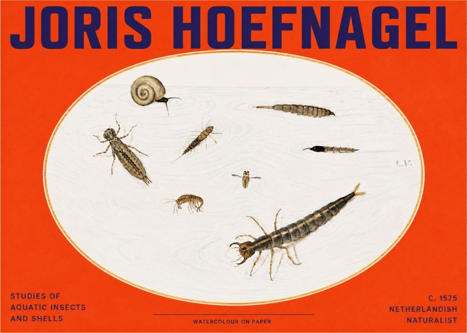Joris Hoefnagel Studies of Aquatic Insects and Shells No2 - Poszter