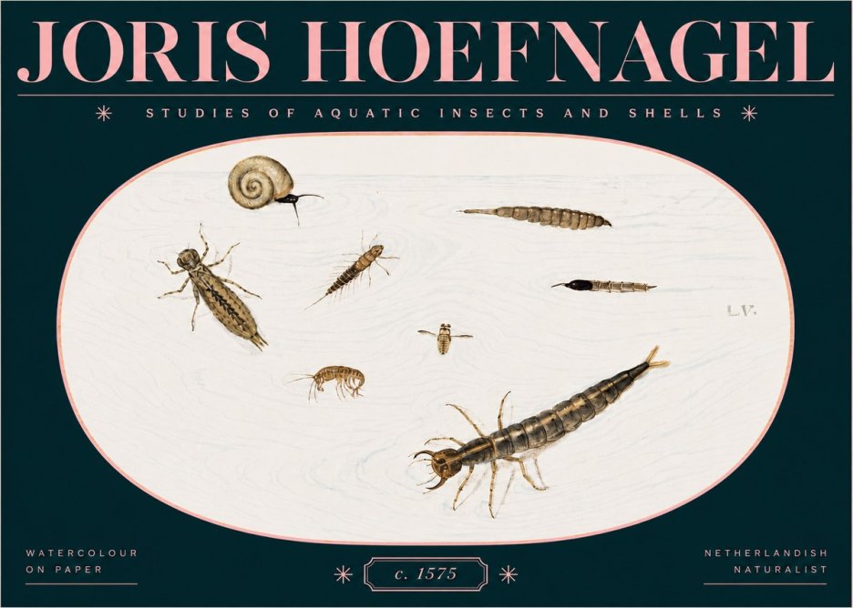 Joris Hoefnagel Studies of Aquatic Insects and Shells No3 - Poszter