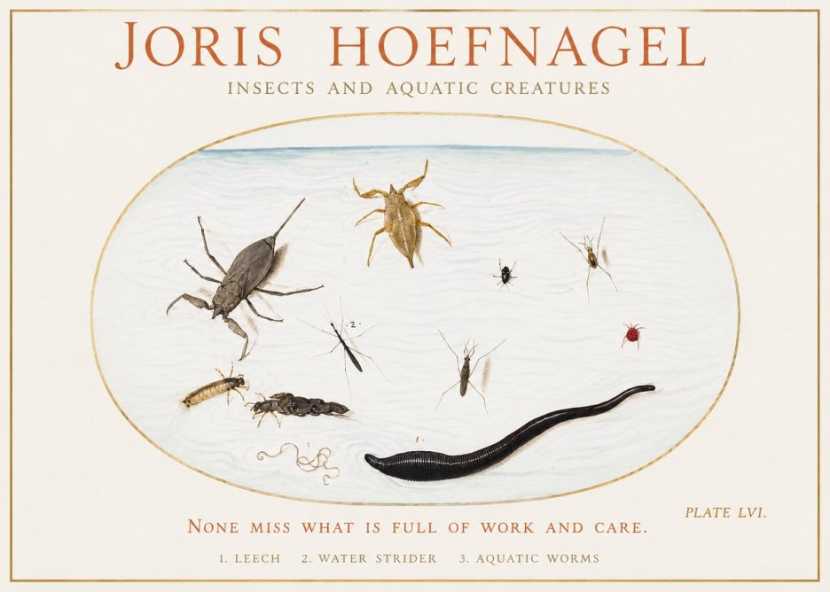 Joris Hoefnagel Insects and Aquatic Creatures No1 - Poszter