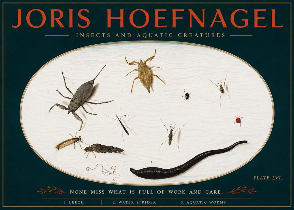 Joris Hoefnagel Insects and Aquatic Creatures No4 - Poszter