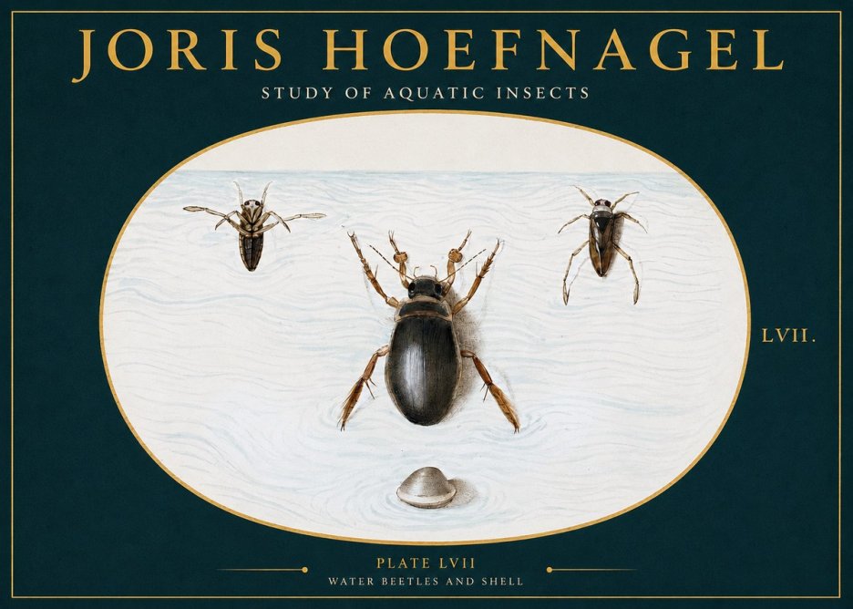 Joris Hoefnagel Water Beetles and Shell No2 - Poszter