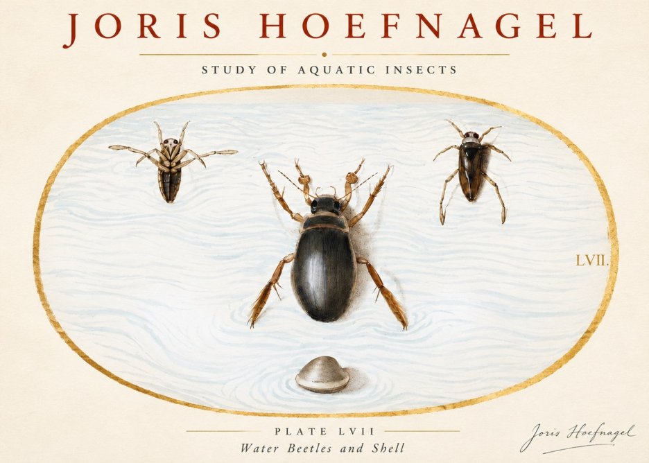 Joris Hoefnagel Water Beetles and Shell No3 - Poszter