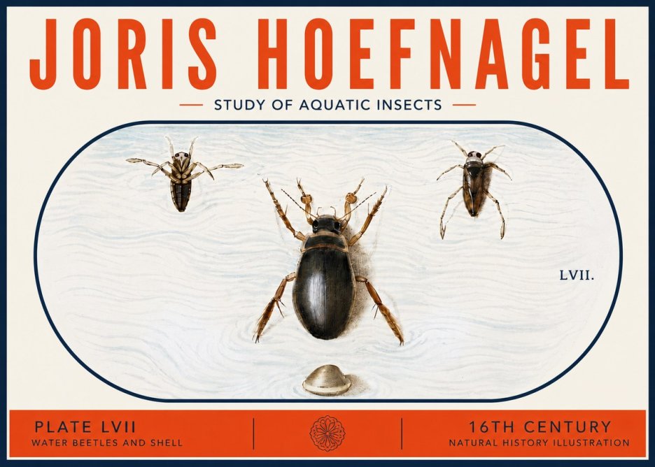 Joris Hoefnagel Water Beetles and Shell No6 - Poszter