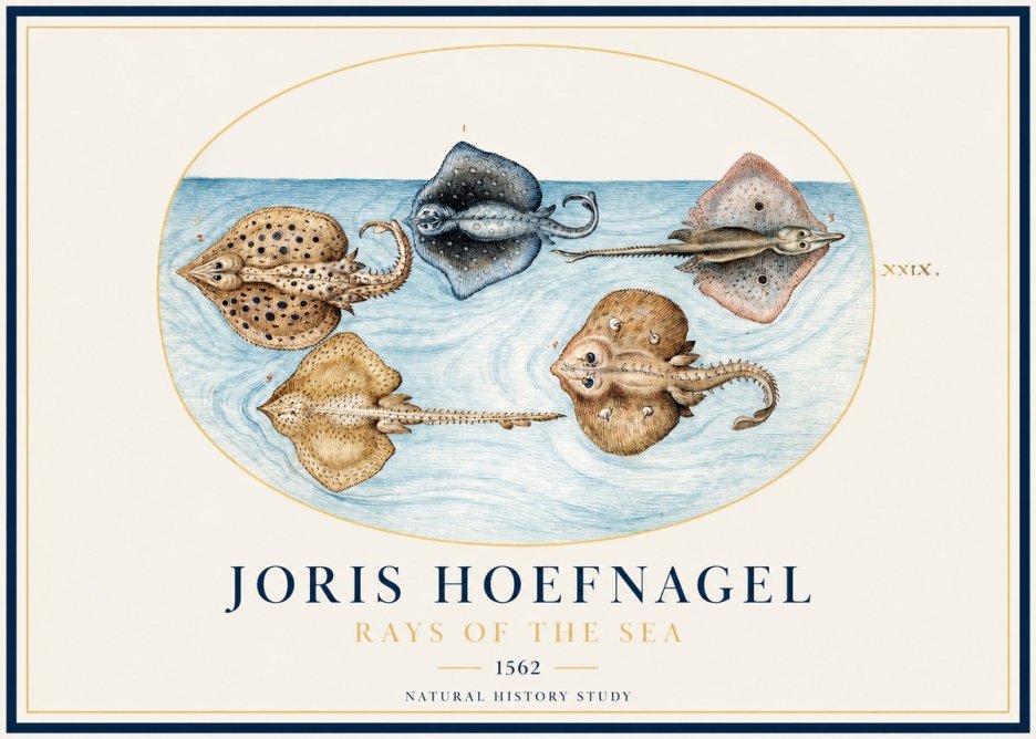 Joris Hoefnagel Rays of the Sea No1 - Poszter