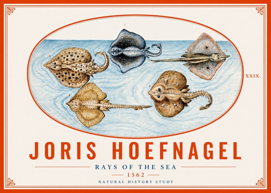 Joris Hoefnagel Rays of the Sea No4 - Poszter