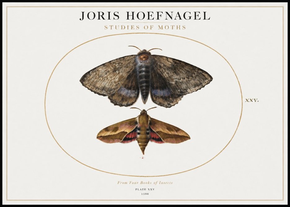 Joris Hoefnagel Studies of Moths I No1 - Poszter