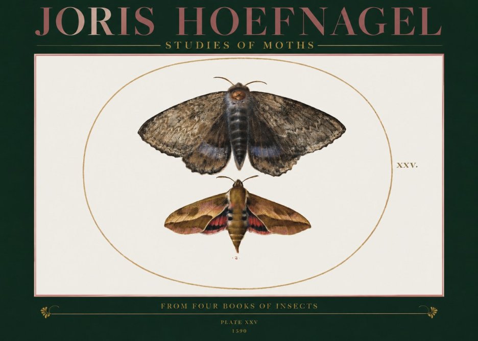 Joris Hoefnagel Studies of Moths I No2 - Poszter