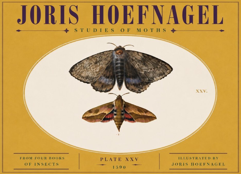 Joris Hoefnagel Studies of Moths I No5 - Poszter