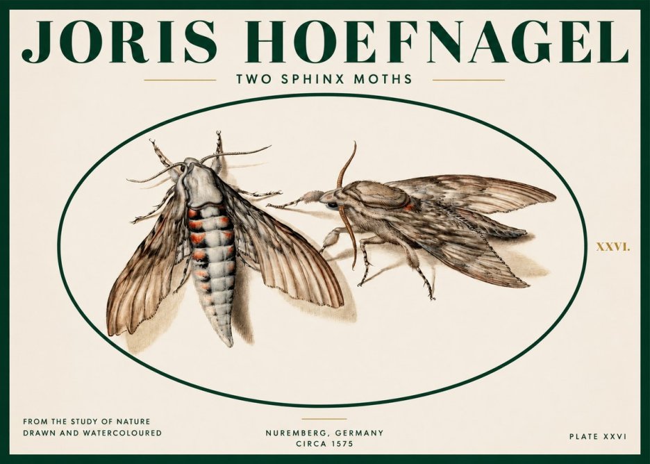 Joris Hoefnagel Two Sphinx Moths No2 - Poszter