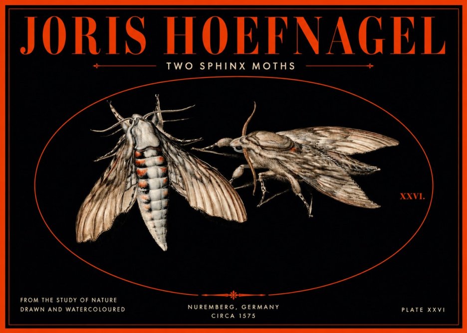 Joris Hoefnagel Two Sphinx Moths No3 - Poszter
