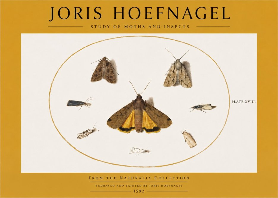 Joris Hoefnagel Study of Moths and Insects No2 - Poszter