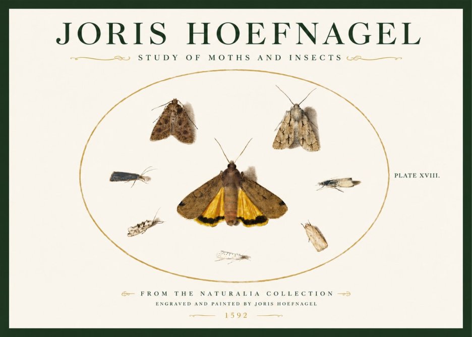 Joris Hoefnagel Study of Moths and Insects No3 - Poszter