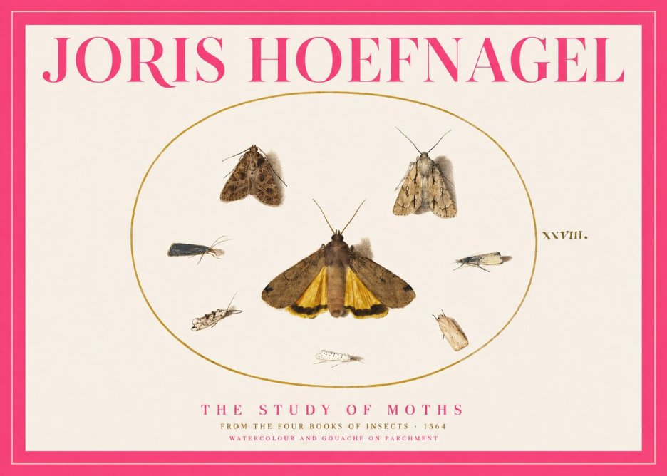 Joris Hoefnagel Study of Moths and Insects No5 - Poszter