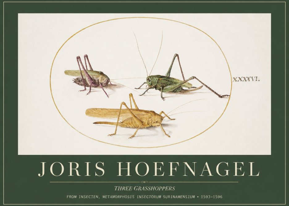 Joris Hoefnagel Grasshoppers Study No5 - Poszter