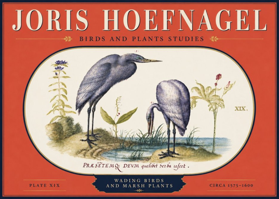Joris Hoefnagel Wading Birds and Marsh Plants No4 - Poszter