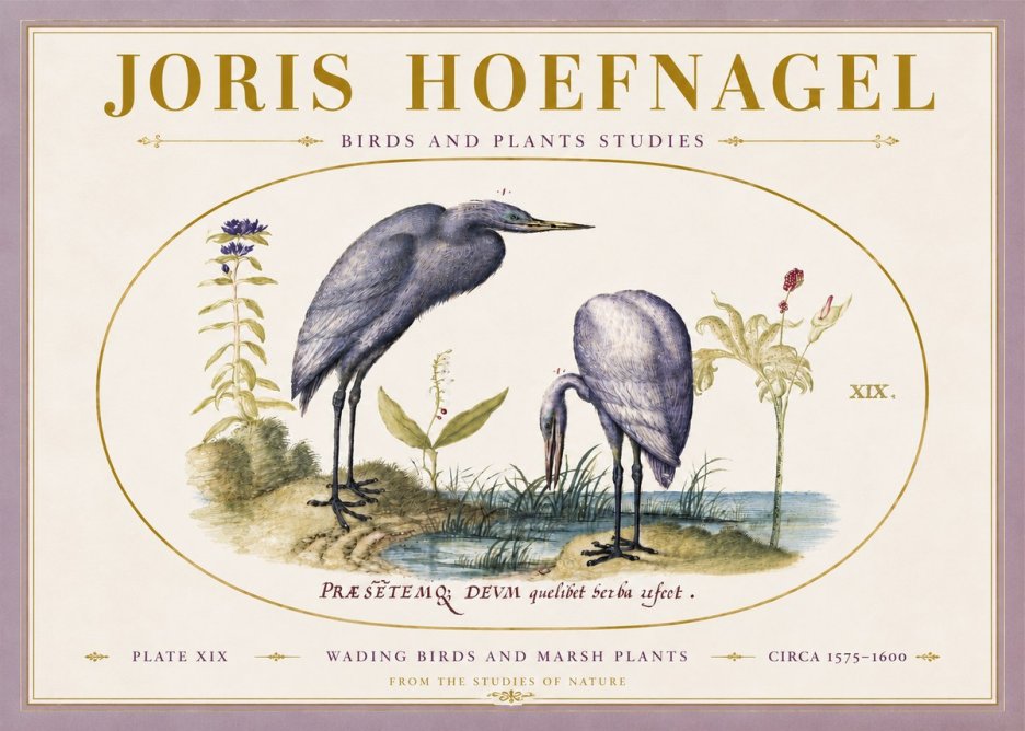 Joris Hoefnagel Wading Birds and Marsh Plants No5 - Poszter