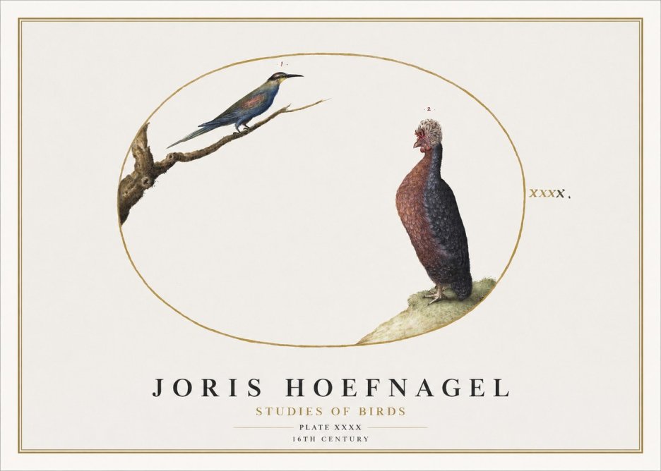 Joris Hoefnagel Studies of Birds I No2 - Poszter