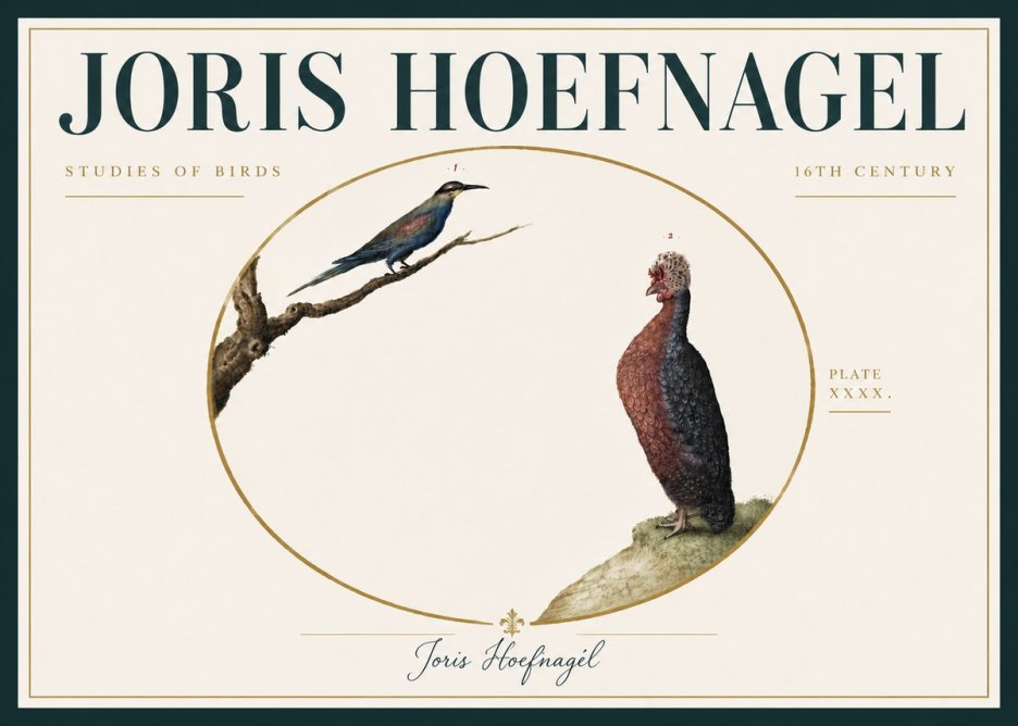 Joris Hoefnagel Studies of Birds I No6 - Poszter