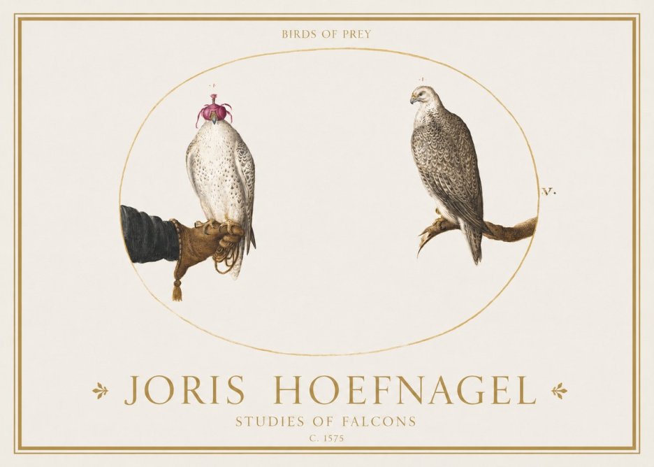 Joris Hoefnagel Studies of Falcons No1 - Poszter