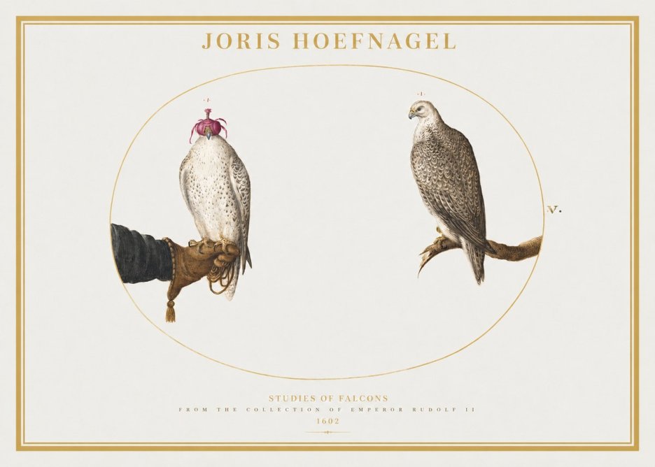 Joris Hoefnagel Studies of Falcons No2 - Poszter