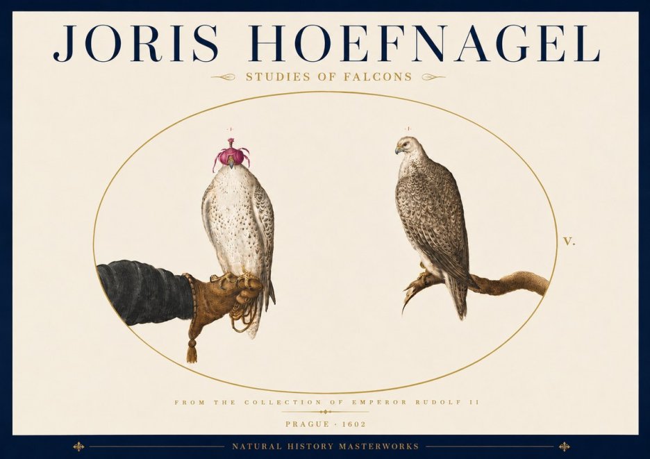 Joris Hoefnagel Studies of Falcons No5 - Poszter