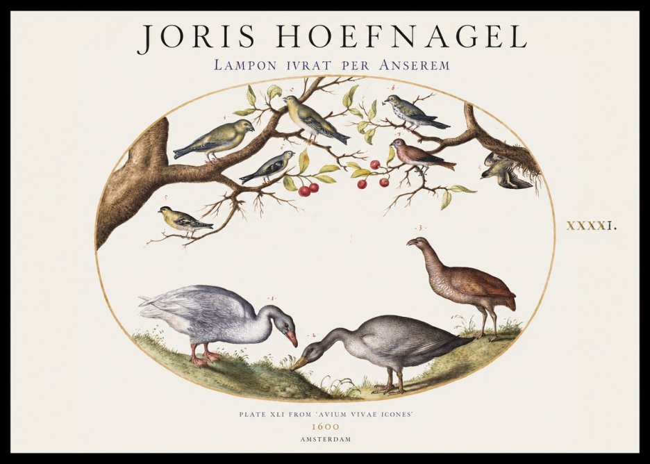 Joris Hoefnagel Lampon Ivrat per Anserem No1 - Poszter
