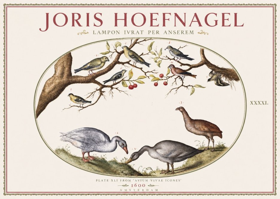 Joris Hoefnagel Lampon Ivrat per Anserem No3 - Poszter