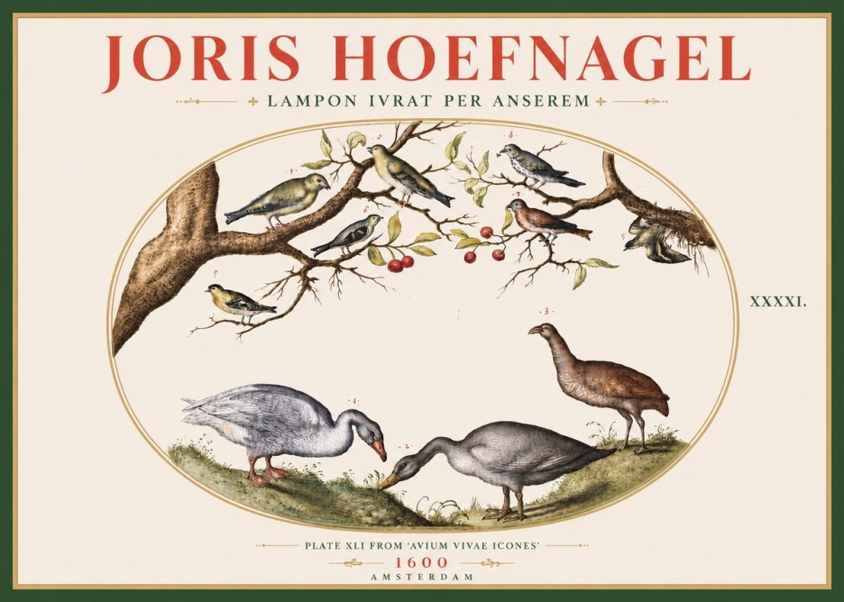 Joris Hoefnagel Lampon Ivrat per Anserem No5 - Poszter
