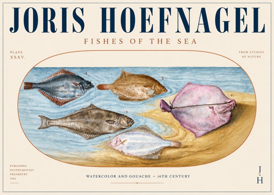 Joris Hoefnagel Fishes of the Sea II No3 - Poszter