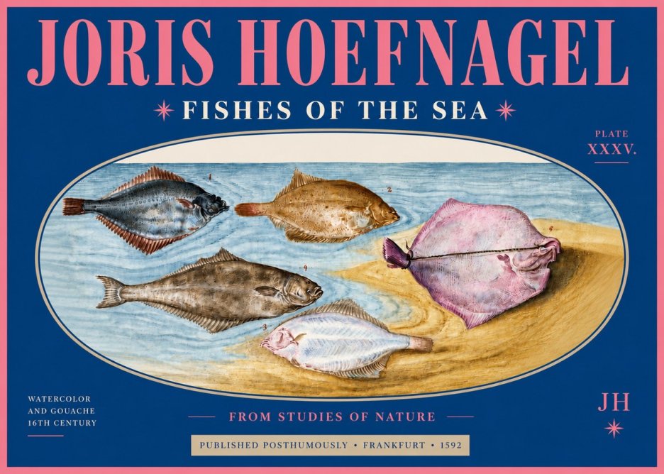Joris Hoefnagel Fishes of the Sea II No4 - Poszter