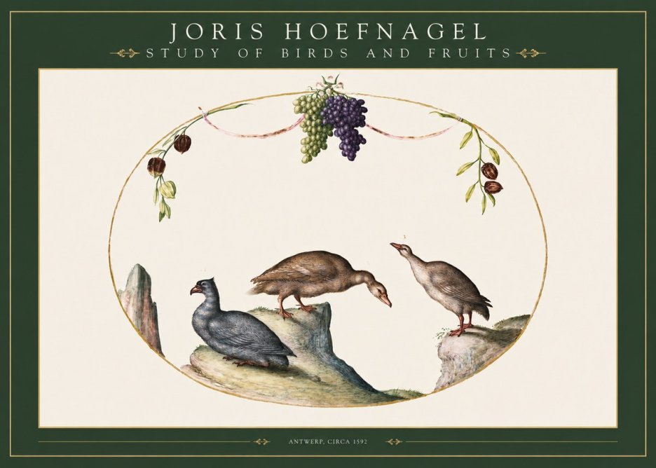 Joris Hoefnagel Three Birds with Grapes and Inscription No3 - Poszter