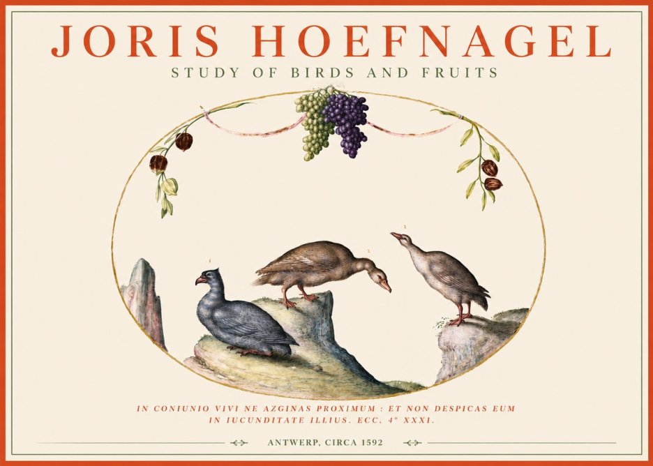 Joris Hoefnagel Three Birds with Grapes and Inscription No4 - Poszter