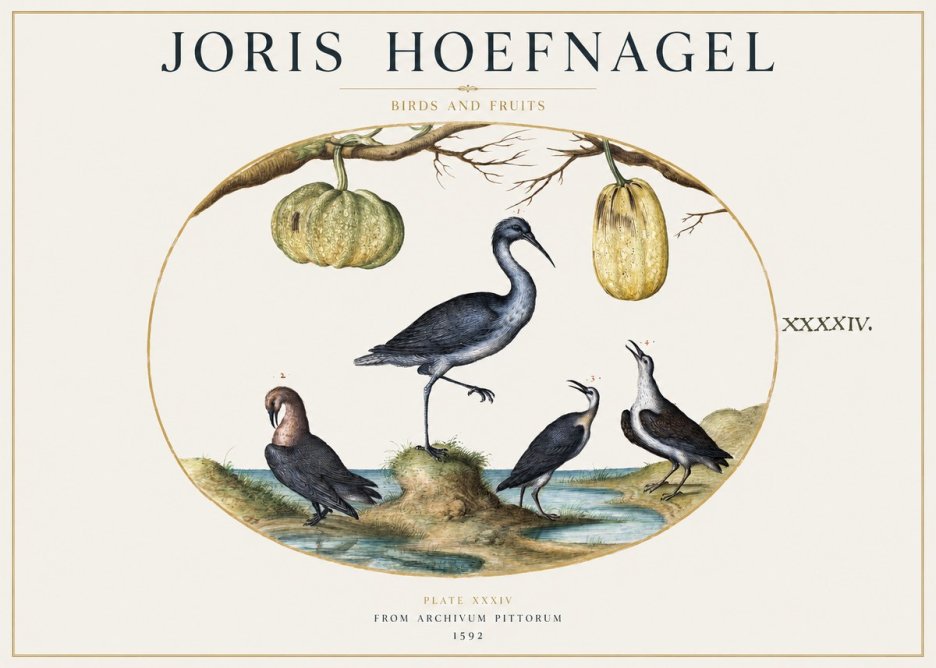 Joris Hoefnagel Birds and Fruits No1 - Poszter